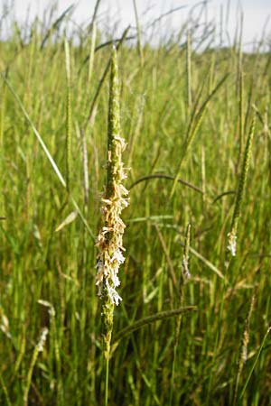Alopecurus myosuroides \ Acker-Fuchsschwanz / Black-Grass, D Lampertheim 20.5.2014