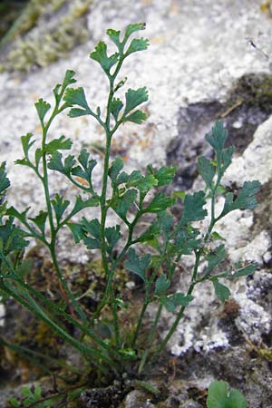Asplenium ruta-muraria \ Gewhnliche Mauerraute / Wall-Rue, D Eining 13.6.2014