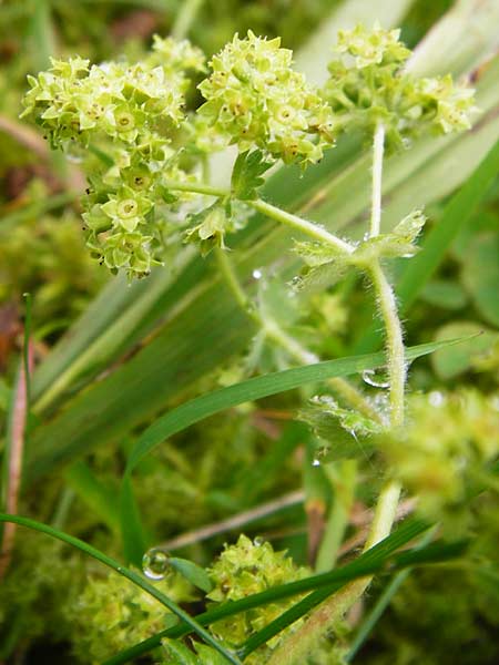 Alchemilla vulgaris s.str. ? \ Gew&ouml;hnlicher Frauenmantel, Spitzlappiger Frauenmantel / Lady's Mantle, D Schwarzwald/Black-Forest, Schliffkopf 11.9.2014