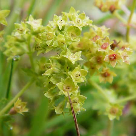 Alchemilla vulgaris s.str. ? \ Gew&ouml;hnlicher Frauenmantel, Spitzlappiger Frauenmantel / Lady's Mantle, D Schwarzwald/Black-Forest, Schliffkopf 11.9.2014
