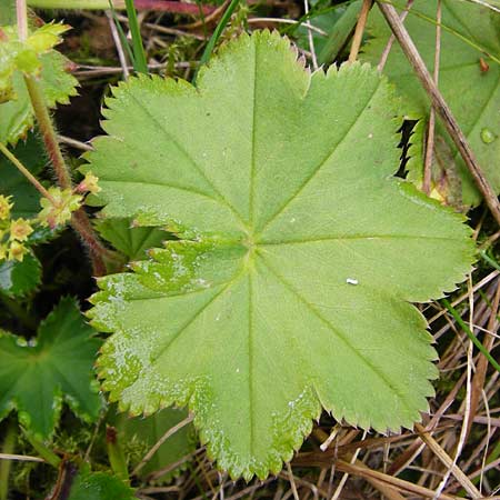 Alchemilla vulgaris s.str. ? \ Gew&ouml;hnlicher Frauenmantel, Spitzlappiger Frauenmantel / Lady's Mantle, D Schwarzwald/Black-Forest, Schliffkopf 11.9.2014