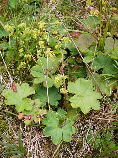 Alchemilla vulgaris s.str. ? \ Gew&ouml;hnlicher Frauenmantel, Spitzlappiger Frauenmantel / Lady's Mantle, D Schwarzwald/Black-Forest, Schliffkopf 11.9.2014