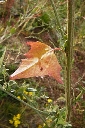 Atriplex micrantha \ Verschiedensamige Melde / Two-Seeded Orache, D Mannheim 28.9.2014