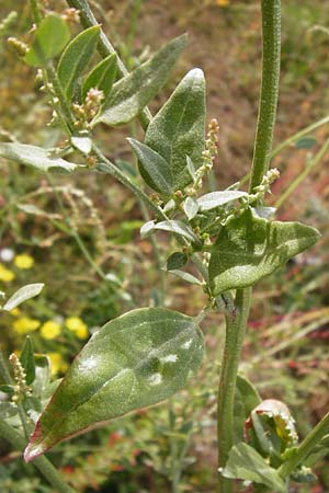 Atriplex micrantha \ Verschiedensamige Melde / Two-Seeded Orache, D Mannheim 28.9.2014