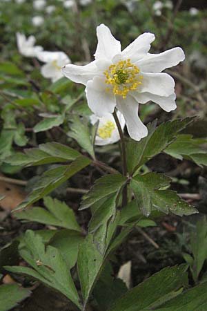 Anemone nemorosa, Busch-Windröschen