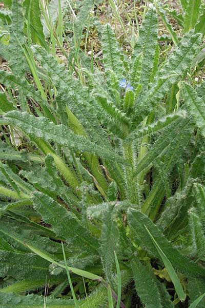 Lycopsis arvensis subsp. arvensis \ Acker-Krummhals, Acker-Ochsenzunge / Bugloss, D Schwetzingen 1.5.2006