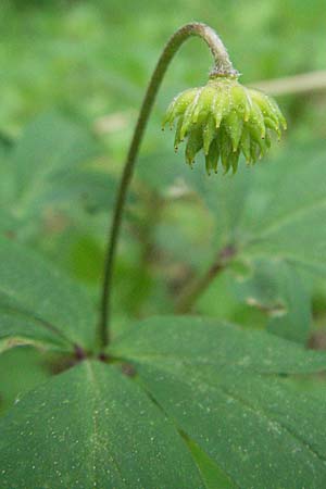 Anemone nemorosa \ Busch-Windrschen / Wood Anemone, D Spessart, Jossa 6.5.2006