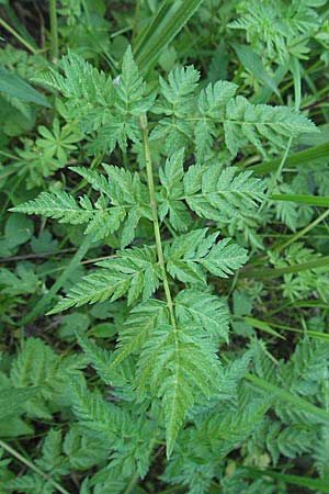 Anthriscus sylvestris \ Wiesen-Kerbel / Cow Parsley, D Odenwald, Nieder-Ramstadt 9.5.2006