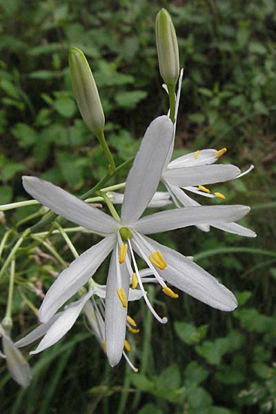 Anthericum liliago \ Astlose Graslilie / St. Bernard's Lily, D Donnersberg 16.6.2006