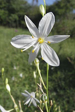 Anthericum ramosum \ stige Graslilie, Rispen-Graslilie / Branched St. Bernard's Lily, D Pforzheim 15.7.2006