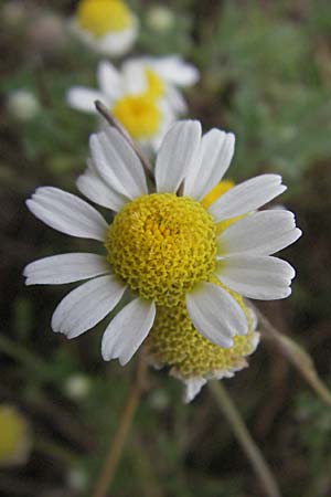 Anthemis arvensis \ Acker-Hundskamille / Corn Chamomile, D Waghäusel 22.7.2006