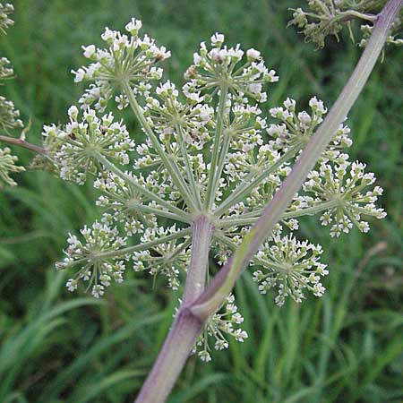 Angelica sylvestris \ Wald-Engelwurz, Gewhnliche Engelwurz / Wild Angelica, D Mannheim 1.9.2006