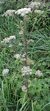 Angelica sylvestris \ Wald-Engelwurz, Gewhnliche Engelwurz / Wild Angelica, D Mannheim 1.9.2006