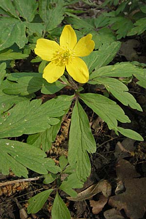 Anemone ranunculoides, Yellow Anemone Anemone ranunculoides, Yellow Anemone