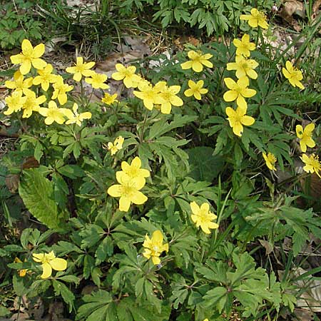 Anemone ranunculoides \ Gelbes Windrschen / Yellow Anemone, D Hambrücken 7.4.2007
