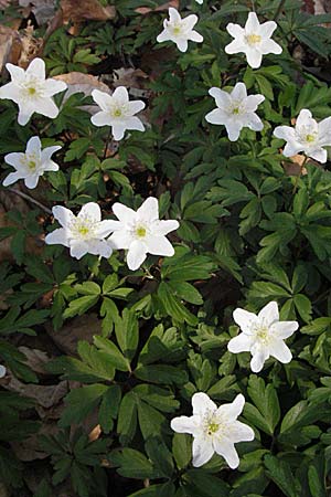 Anemone nemorosa \ Busch-Windrschen / Wood Anemone, D Hambrücken 7.4.2007