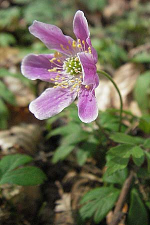 Anemone nemorosa \ Busch-Windrschen / Wood Anemone, D Hambrücken 9.4.2007