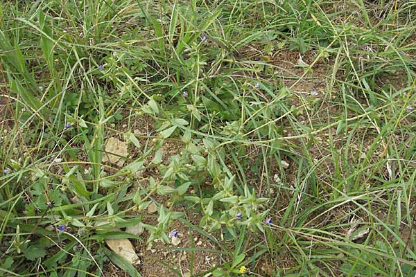 Lysimachia foemina \ Blauer Gauchheil / Blue Pimpernel, D Hardheim 7.7.2007