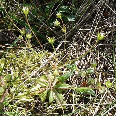 Androsace elongata \ Langgestielter Mannsschild / Elongated Rock Jasmine, D Rheinhessen, Frei-Laubersheim 26.4.2008