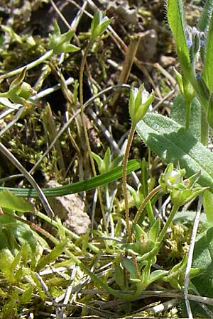 Androsace elongata \ Langgestielter Mannsschild / Elongated Rock Jasmine, D Rheinhessen, Frei-Laubersheim 26.4.2008