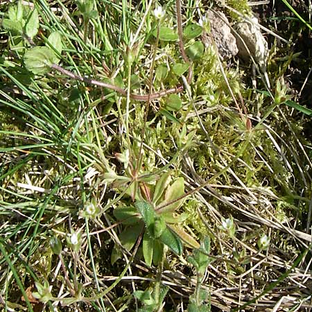 Androsace elongata \ Langgestielter Mannsschild / Elongated Rock Jasmine, D Rheinhessen, Frei-Laubersheim 26.4.2008