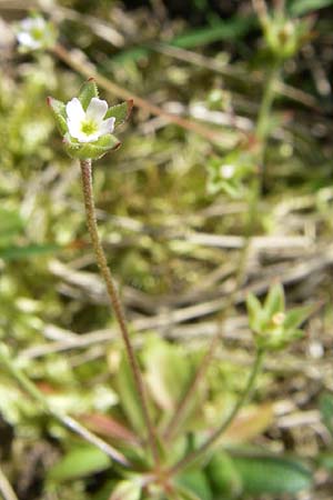 Androsace elongata \ Langgestielter Mannsschild / Elongated Rock Jasmine, D Rheinhessen, Frei-Laubersheim 26.4.2008