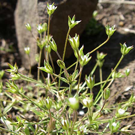 Androsace elongata \ Langgestielter Mannsschild / Elongated Rock Jasmine, D Rheinhessen, Flonheim 26.4.2008