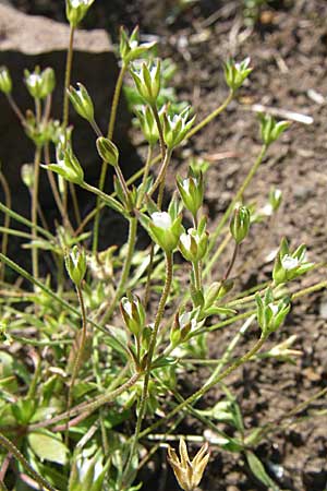 Androsace elongata \ Langgestielter Mannsschild / Elongated Rock Jasmine, D Rheinhessen, Flonheim 26.4.2008