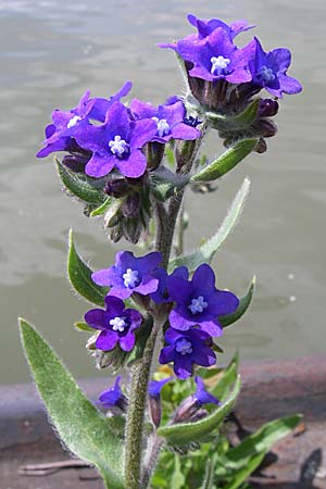 Anchusa officinalis \ Gewhnliche Ochsenzunge / Common Bugloss, D Mannheim 1.5.2008