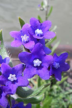 Anchusa officinalis \ Gewhnliche Ochsenzunge / Common Bugloss, D Mannheim 1.5.2008