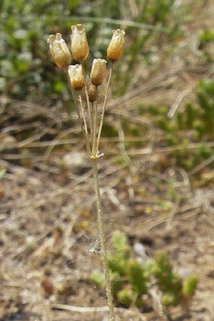 Holosteum umbellatum \ Spurre / Jagged Chickweed, D Karlstadt 25.4.2009