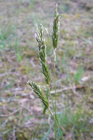 Anthoxanthum odoratum \ Gewhnliches Ruch-Gras / Sweet Vernal Grass, D Sandhausen 29.4.2009
