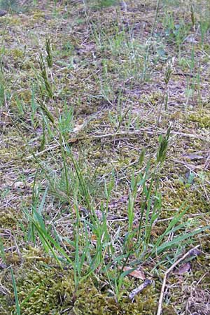 Anthoxanthum odoratum \ Gewhnliches Ruch-Gras / Sweet Vernal Grass, D Sandhausen 29.4.2009
