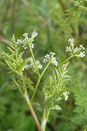 Anthriscus caucalis, Hunds-Kerbel