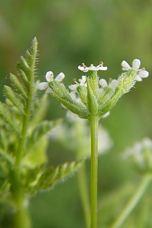 Anthriscus caucalis \ Hunds-Kerbel / Bur Chervil, D Mannheim 1.5.2009