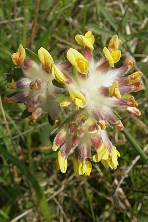 Anthyllis vulneraria subsp. pseudovulneraria \ Futter-Wundklee / Fodder Kidney Vetch, D Bensheim 2.5.2009