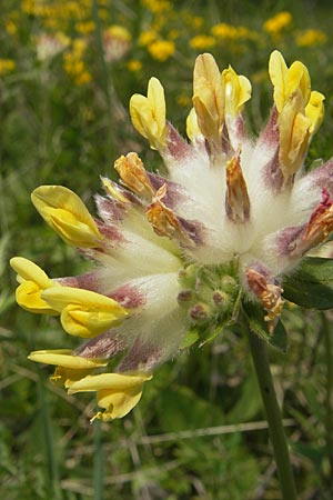 Anthyllis vulneraria subsp. pseudovulneraria \ Futter-Wundklee / Fodder Kidney Vetch, D Bensheim 2.5.2009