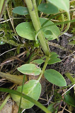 Anthyllis vulneraria subsp. pseudovulneraria \ Futter-Wundklee / Fodder Kidney Vetch, D Bensheim 2.5.2009