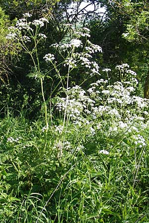Anthriscus sylvestris \ Wiesen-Kerbel / Cow Parsley, D Nördlingen 23.5.2009