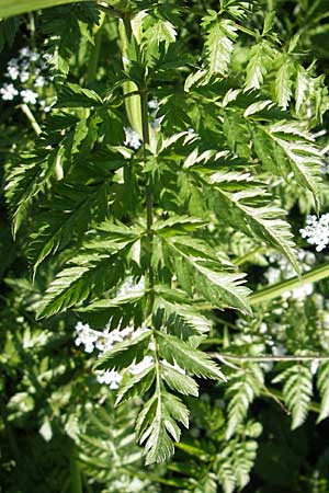 Anthriscus sylvestris \ Wiesen-Kerbel / Cow Parsley, D Nördlingen 23.5.2009