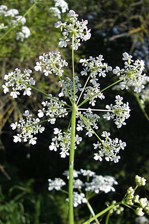 Anthriscus sylvestris \ Wiesen-Kerbel / Cow Parsley, D Nördlingen 23.5.2009