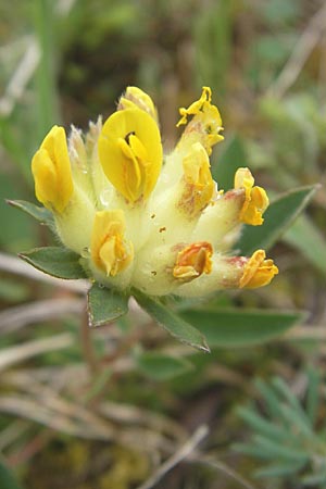 Anthyllis vulneraria subsp. pseudovulneraria \ Futter-Wundklee / Fodder Kidney Vetch, D Karlstadt 1.5.2010