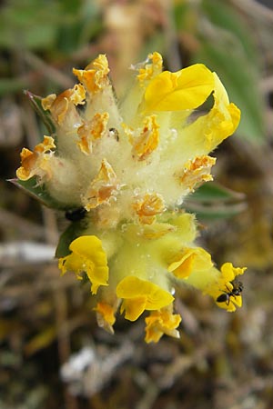 Anthyllis vulneraria subsp. pseudovulneraria \ Futter-Wundklee / Fodder Kidney Vetch, D Karlstadt 1.5.2010