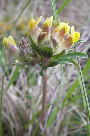 Anthyllis vulneraria subsp. pseudovulneraria \ Futter-Wundklee / Fodder Kidney Vetch, D Karlstadt 1.5.2010