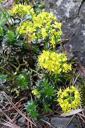Draba korabensis \ Korab-Felsenbl�mchen / Mount Korab Whitlowgrass, D Botan. Gar.  Universit.  Heidelberg 1.4.2009