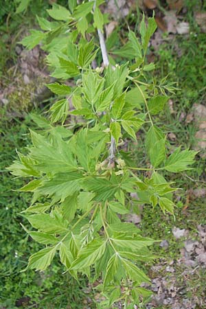 Acer negundo \ Eschen-Ahorn / Box Elder, D Mannheim 3.4.2011