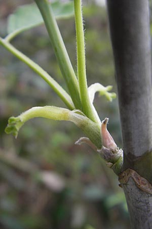 Acer negundo \ Eschen-Ahorn / Box Elder, D Mannheim 3.4.2011