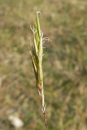 Anthoxanthum odoratum \ Gewhnliches Ruch-Gras / Sweet Vernal Grass, D Karlsruhe 7.5.2011