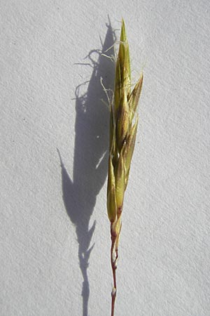 Anthoxanthum odoratum \ Gewhnliches Ruch-Gras / Sweet Vernal Grass, D Karlsruhe 7.5.2011