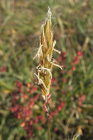 Anthoxanthum odoratum \ Gewhnliches Ruch-Gras / Sweet Vernal Grass, D Karlsruhe 7.5.2011
